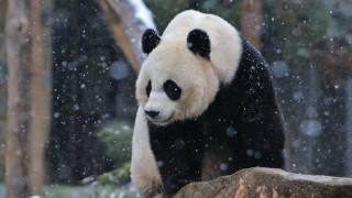 Panda snow forest tree rock - a panda bear free wallpaper