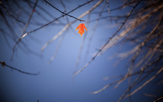 Autumn leaf hanging tree branch - thin free wallpaper