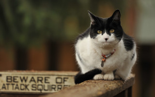 Black white cat fence post - institutional critique free wallpaper
