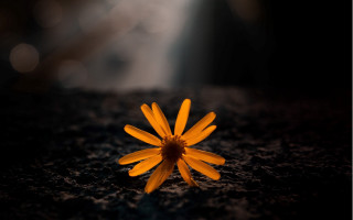 Yellow flower black surface light - a black surface free wallpaper
