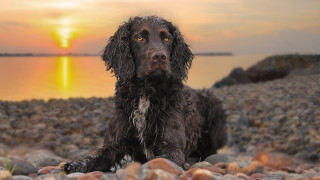 Dog beach sunset bokeh photorealistic - animal free wallpaper