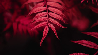 Red plant leaves macro blurry 2 - fiona stephenson free wallpaper