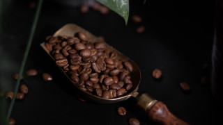 Coffee beans green leaf bottle - cao zhibai free wallpaper