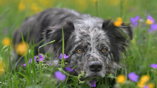 Sad dog in grass flower - him free wallpaper for desktop