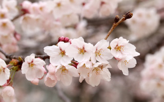 Pink flower branch bloom blurry - a blurry background of leaves free wallpaper