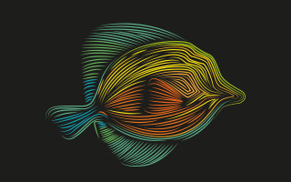 Colorful fish black background white - golden ratio illustration free wallpaper