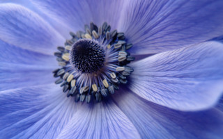 Blue flower white black yellow - a black center free wallpaper