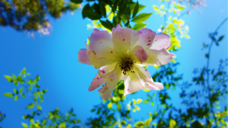 Pink white flower sun macro - naturalism free wallpaper