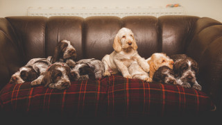 Dogs couch puppies blanket arts - a blanket free wallpaper