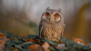 Small owl orange eyes sitting - a blurry background of leaves free wallpaper