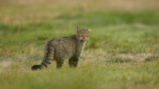 Cat walking grassy field blurry 2 - a grassy field free wallpaper