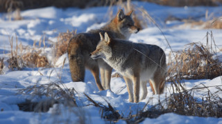 Gray wolves snow woods winter - winter time free wallpaper