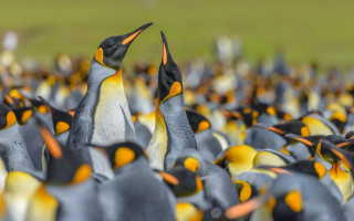Penguins autumn leaves blurry bokeh - rayonism free wallpaper