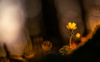 Yellow flower woods night backlight - backlight free wallpaper