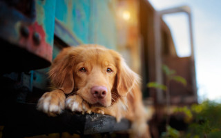 Dog bench train rail portrait - a train car free wallpaper
