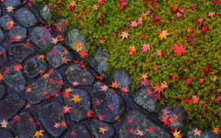 Stone leaves moss puzzle autumn - vivid free wallpaper