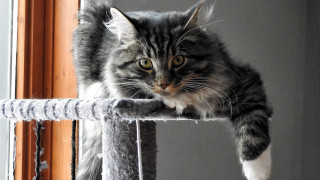Cat tree cat camera staring - clovis trouille free wallpaper