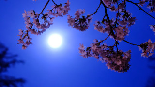 Full moon cherry blossoms eve - full moon free wallpaper