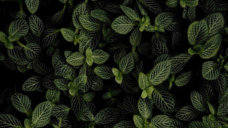 Green leaf closeup black background - a green plant free wallpaper