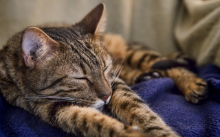 Cat blurry blue couch pillow - a pillow free wallpaper