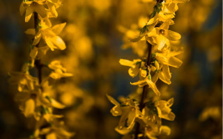 Yellow flower macro autumn blurry - synthetism free wallpaper