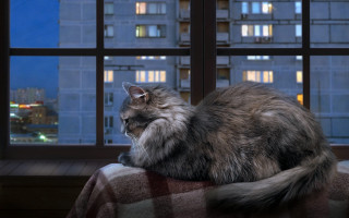 Cat blanket window city night - the city free wallpaper