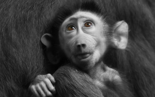 Monkey surprised furry coat branch - a monkey with free wallpaper