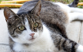 Sad cat depth of field - neoplasticism free wallpaper