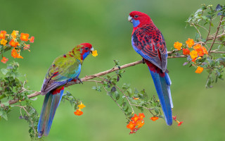 Colorful birds flower background cloisonnism - two colorful bird free wallpaper