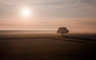 Lone tree hazy sky sunset - a lone tree in a field free wallpaper