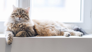 Cat glamor tiger wolf whiskers - the window sill free wallpaper