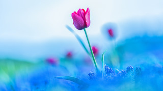 Pink flower blue grass butterfly - vivid free wallpaper