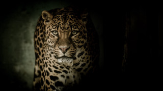 Leopard serval tiger blackbackground naturalism - its eye free wallpaper