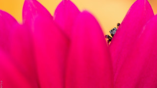 Pink flower fly yellow background - a pink flower free wallpaper