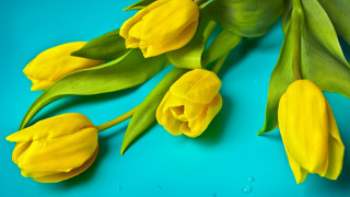 Yellow flowers blue background water - yellow flower free wallpaper for desktop