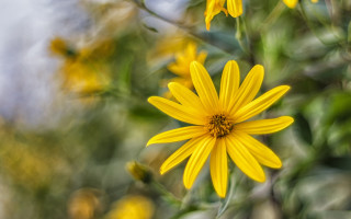 Yellow flower green leaves macro 11 - derek chittock free wallpaper