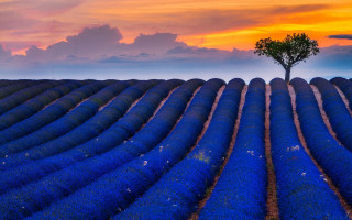 Lone tree blue flowers sunset - a lone tree in a field free wallpaper