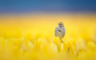 Bird flower field sunset wings - a small bird free wallpaper