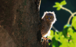 Small owl perched tree branch - ferenc joachim free wallpaper