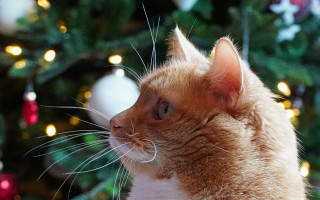 Cat christmas tree ornament reindeer - a christmas ornament free wallpaper