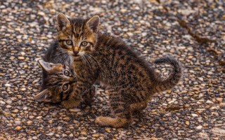 Kittens playing gravel fence outdoors - animal free wallpaper