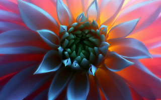 Large flower green pink white - a yellow center free wallpaper