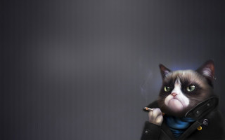 Cat jacket smoking yellow eyes - a gray background behind free wallpaper