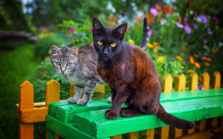 Cats bench garden flower tree - synthetism free wallpaper