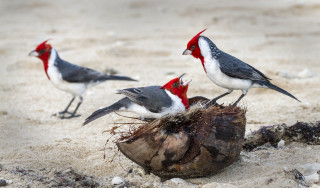 Three birds wood beach sand - three bird free wallpaper