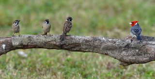 Birds branch grass field green - a group of birds free wallpaper