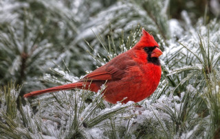 Red bird sitting on snowy - a red bird free wallpaper