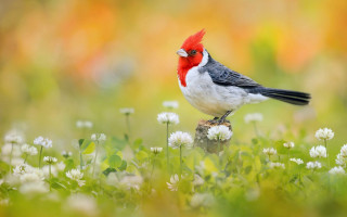 Red headed bird on branch 2 - white flower free wallpaper