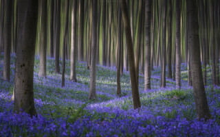 Purple forest flower trees nature - ground free wallpaper