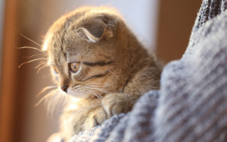 Small kitten couch sunny portrait - sunlight free wallpaper